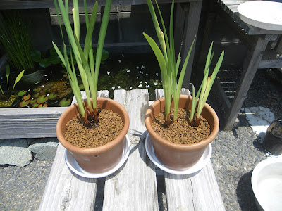花菖蒲 ハナショウブ の鉢植えの育て方 株分け 植え替え 芽吹き 開花 メダカの大工