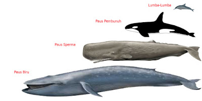 ukuran tubuh paus biru