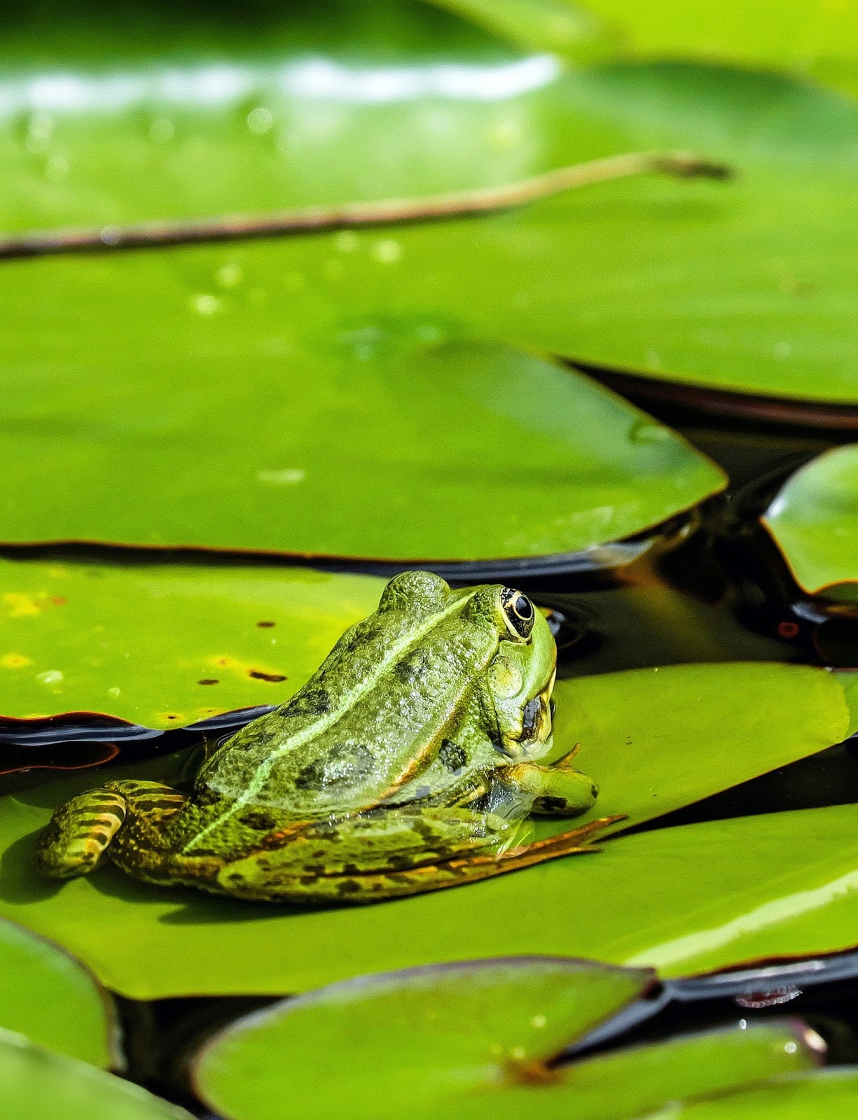 A photo of a green frog.