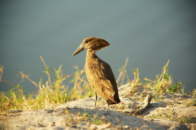 Hamerkop, Chobe National Park, Botswana - Kim Jay Photography