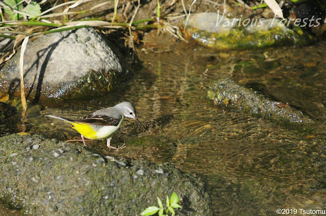 Grey Wagtail