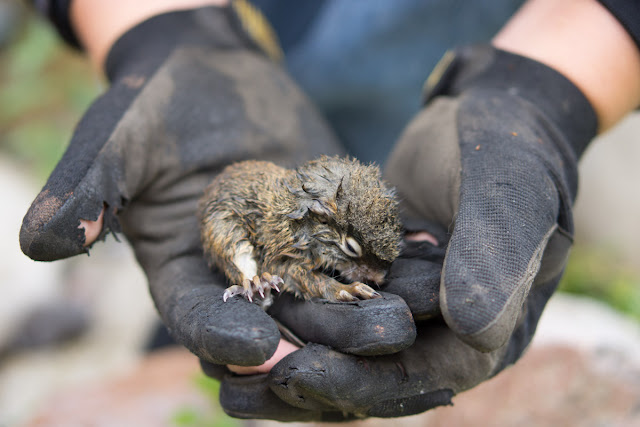 Rescue of baby squirrel from drowning, baby squirrel, animal rescue