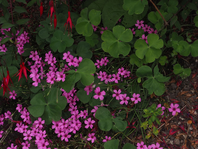 Кислица слабая / Кислица щитковидная (Oxalis debilis, =Oxalis corymbosa)