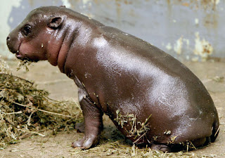 hippopotamus