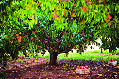 peach farming in punjab pakistan