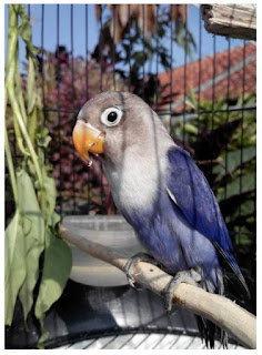 burung klasifikasi lebih rendah, burung terbang, burung burung cenderawasih