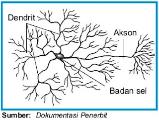 Sel saraf ini mempunyai struktur bercabang Pintar Pelajaran Struktur dan Fungsi Neuron Sel-Sel Saraf