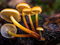 Mengidentifikasi  ciri-ciri jamur (Fungi)