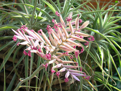 Tillandsia cacticola care and culture