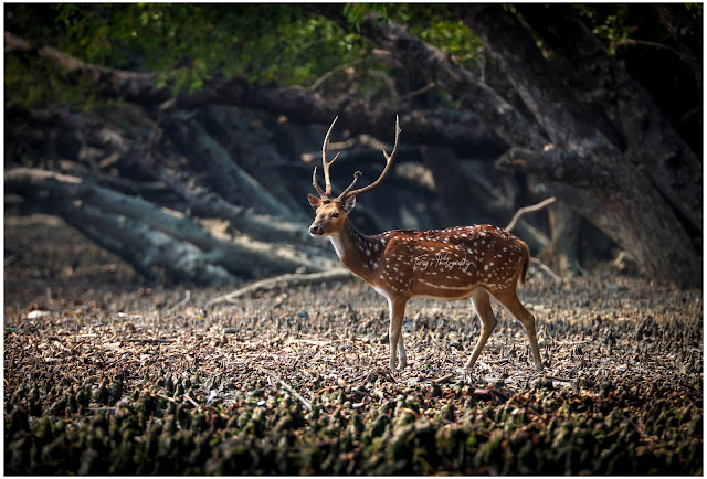 Chital