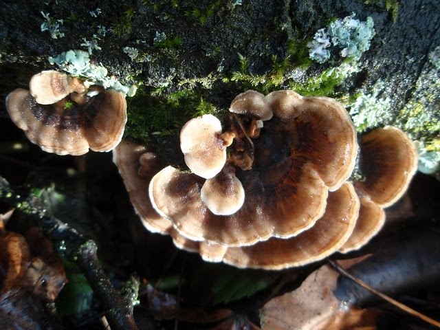 Trametes versicolor