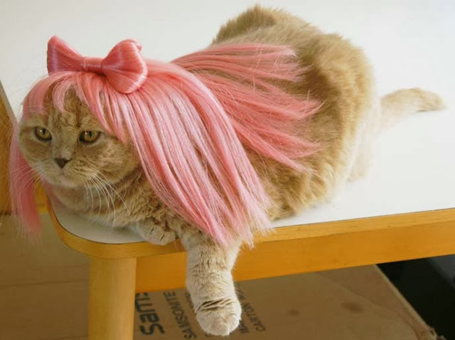 gaga cat costume,halloween costume for pet