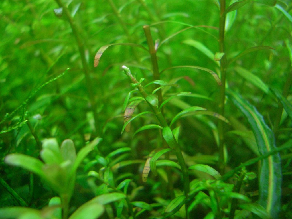 初心者aqua カリ過多