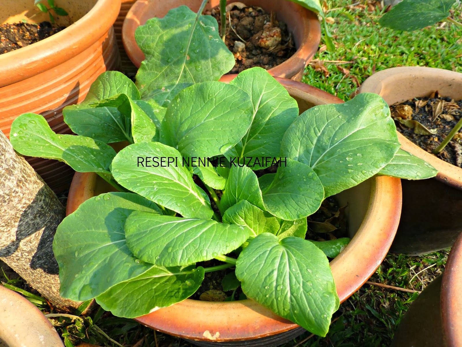 RESEPI NENNIE KHUZAIFAH Sayur  sayuran di laman Nennie