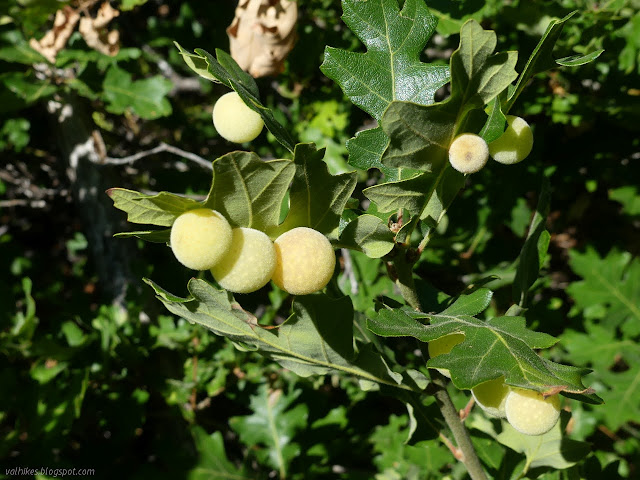 yellow specled oak galls