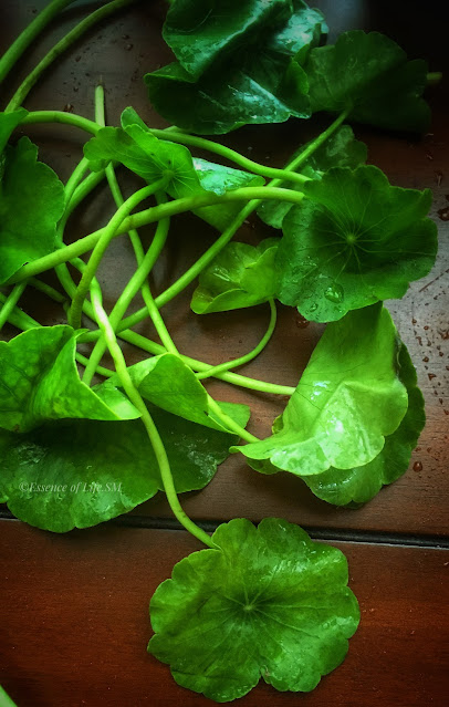 "A close-up image of vibrant green Pennywort leaves, prized for their freshness and versatility in cooking."