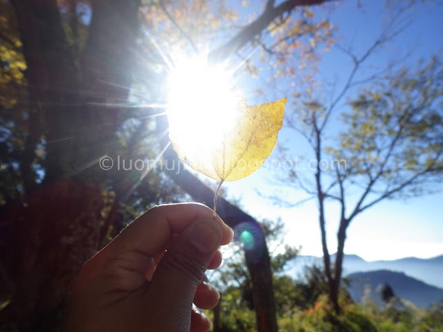 Alishan maple autumn foliage