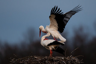 Wildlifefotografie Naturfotografie Lippeaue Olaf Kerber