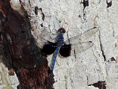 Tyriobapta torrida dragonfly