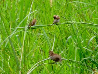 Scaly breasted munia (Lonchura punctulata)