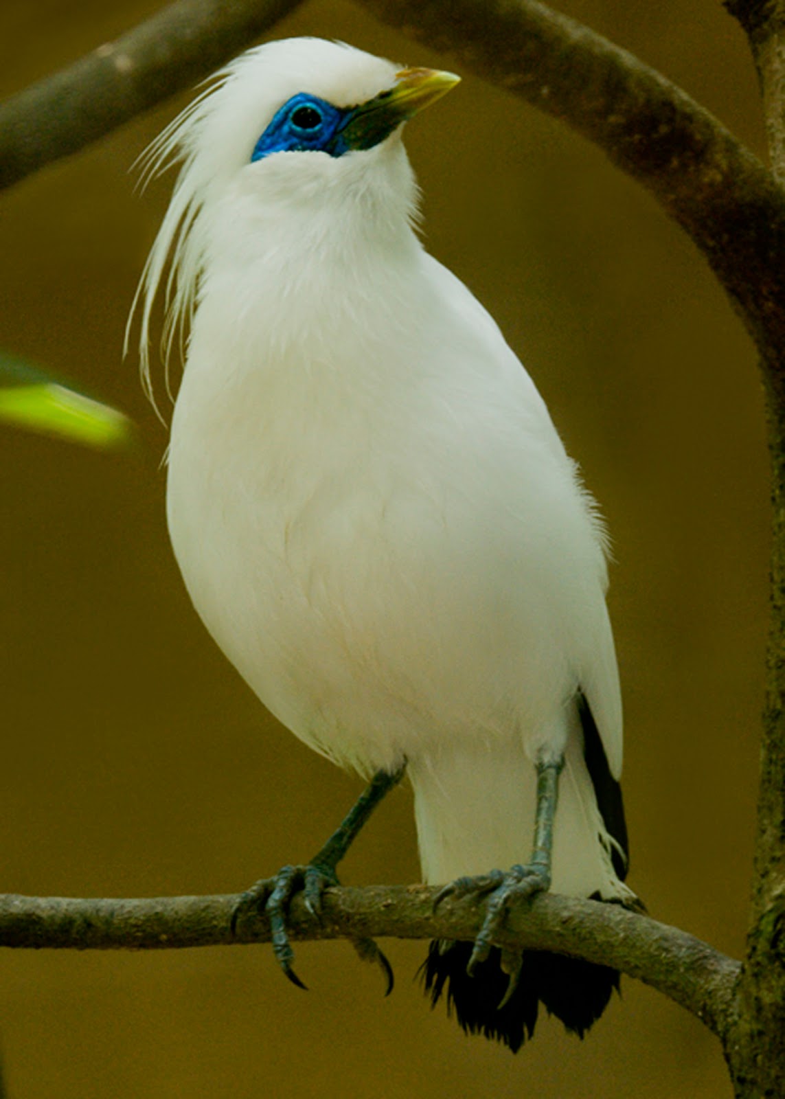  Burung  Jalak  Bali Leucopsar rothschildi GAKUM LHK