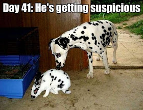 30 Funny animal captions - part 8, funny animal meme, animal pictures with captions, funny animal pictures