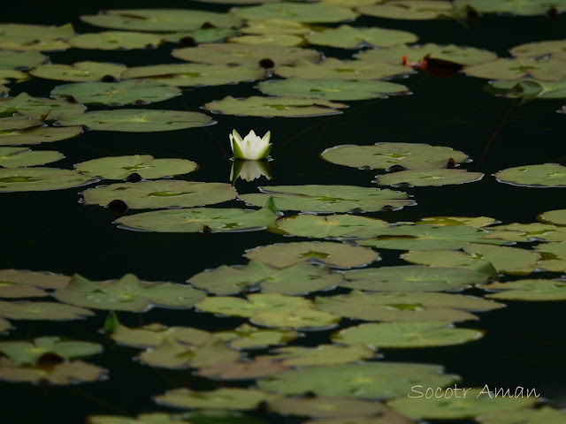 Nymphaea tetragona