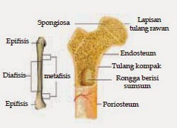 ANATOMI Anatomi Fisiologi Sistem Gerak