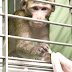 Animal Testing On Non-human Primates - Animal Testing Vs Human Testing