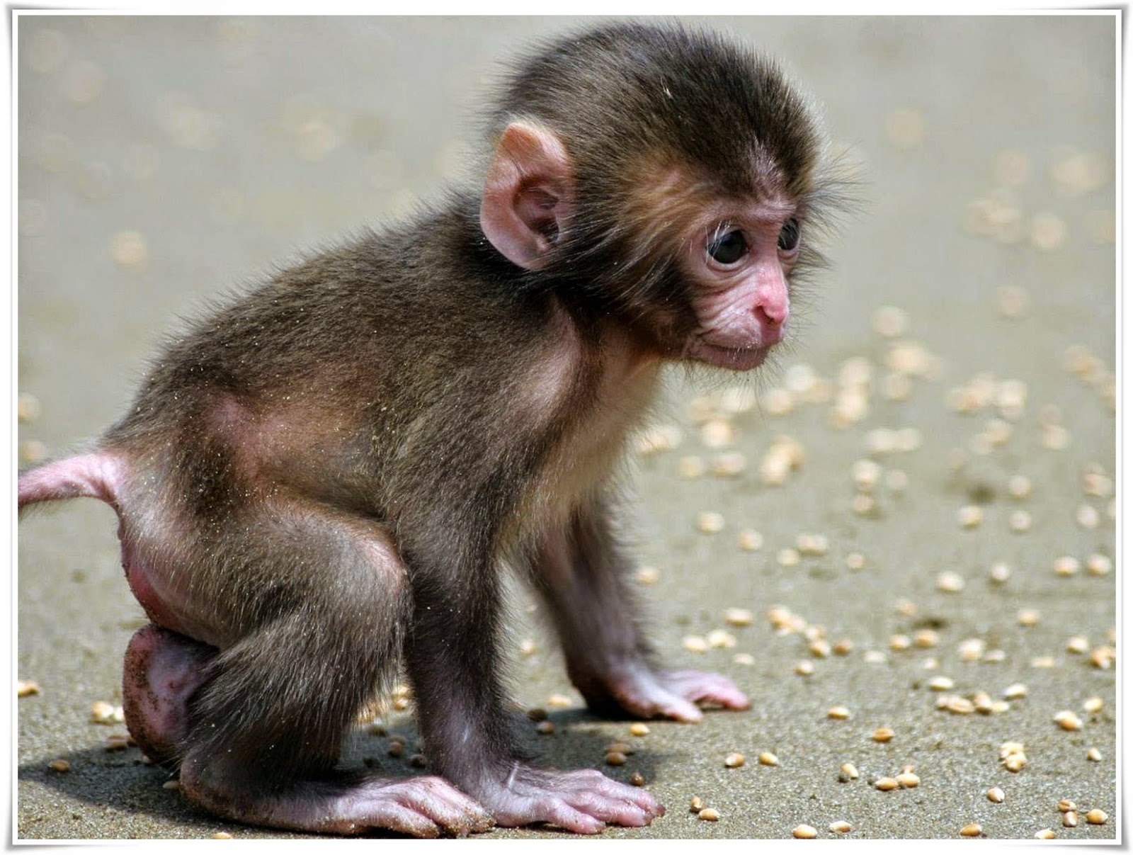 Monyet Nama Gambar Binatang A Z :: CONTOH TEKS