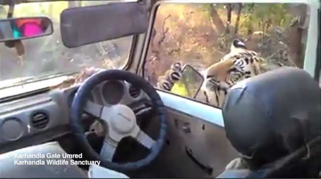 Sangat menakutkan, Harimau itu berjalan keliling kereta mereka
