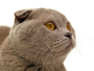 scottish fold cat pussy grimalkin mace pisik kotka gat macka kocka kass pusa kissa gato katze macska kottur kakis kate qattus kot pisica katt kedi con meo kucing pets huisdieren animaux de compagnie Haustiere animais Animale de companie animales domesticos husdjur Evcil Hayvan anifeiliaid anwes domace zvali binatang kesayangan augintiniai animali domestici peatai bet kay lemmikit mga alagang hayop domaci zvirata kucni ljubimci animals domestics maskotak binatang peliharaan breeds