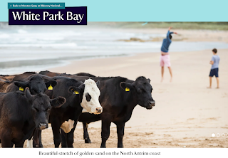 Cows on White Park Bay beach