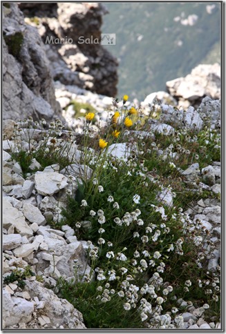 LA_FIORI_02