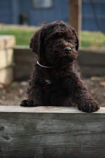 Barbet Puppy