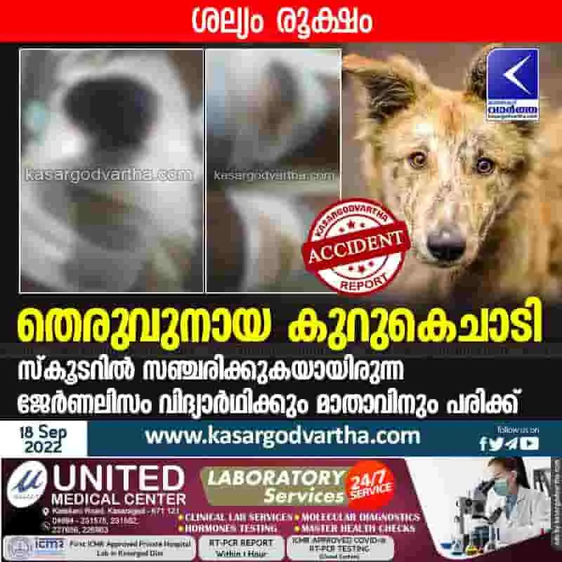 Latest-News, Kerala, Kasaragod, Top-Headlines, Mulleria, Accident, Injured, Dog, Street Dog, Animal, Bike accident; 2 injured.