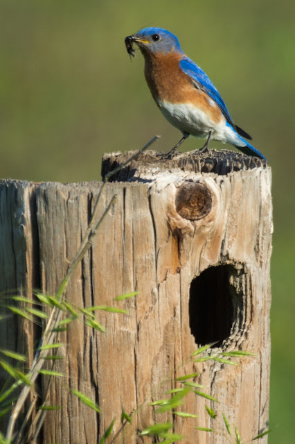 Eastern Bluebird with Meal