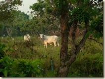 IMG_0373