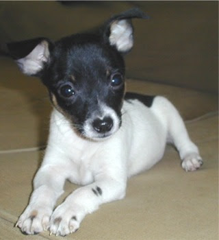 Toy Fox Terrier Puppies Pictures