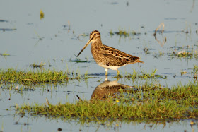 Watersnip - Waarlamke - Gallinago gallinago
