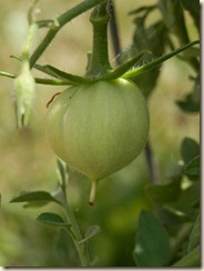 P6120059
