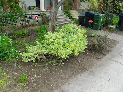 Toronto Wychwood Front Yard Spring Cleanup After by Paul Jung--a Toronto Organic Gardener