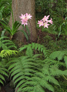 Amaryllis belladonna