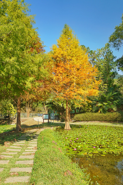 太平落羽松|太平苗圃裡面隱藏著湖光山色美麗倒影，近東汴國小