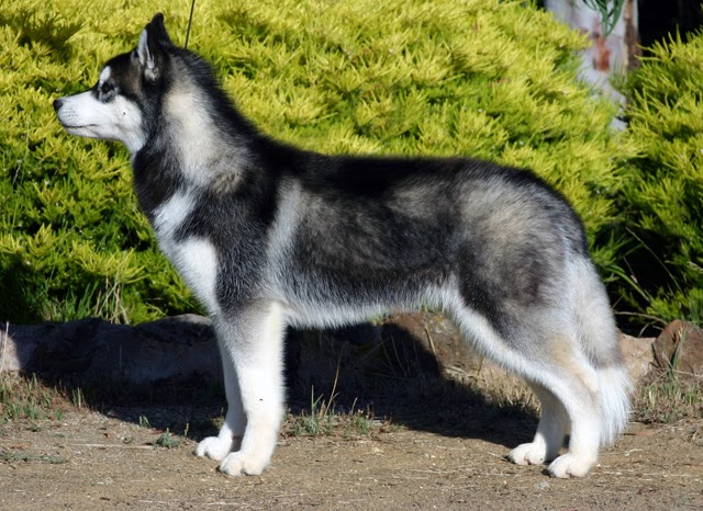 siberian-husky