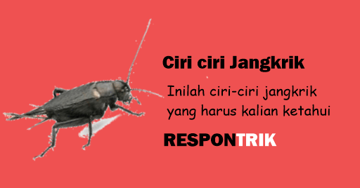 Ciri Ciri Jangkrik dan Karakteristik Jangkrik