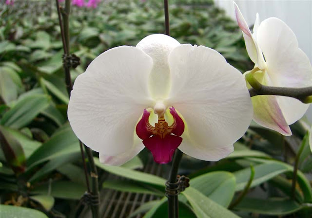 Phalaenopsis Flowers Pictures