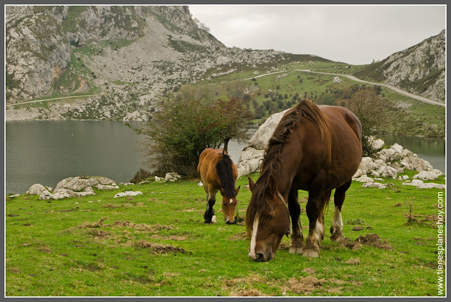 Caballos en Lagos de Covadonga