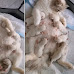 This Mother Cat Needs Help Picking Up Her Fallen Kitten