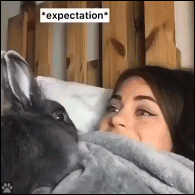 Funny Cat GIF with caption • Vibing challenge. Cat vs. rabbit expectation and reality! Jerk cat slaps girl!